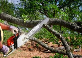 Best Hazardous Tree Removal  in Warminster Heights, PA